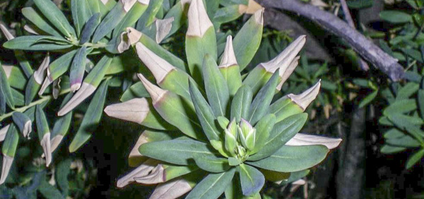 Xylella fastidiosa