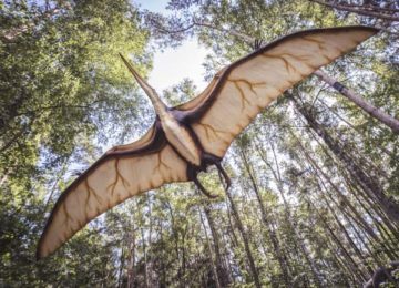 Conférence “La Provence, terre de dinosaures “