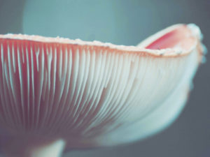 Conférence « Comment les champignons envahissent la terre ? »