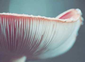 Conférence « Comment les champignons envahissent la terre ? »