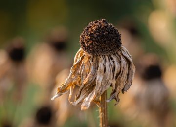 ALERTE SECHERESSE PROLONGÉE JUSQU’AU 31 MAI 2022