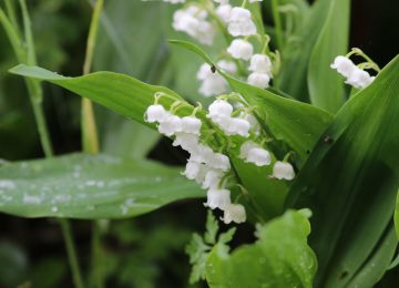 Vente du muguet sur la voie publique