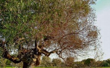Bactérie Xylella Fastidiosa : des agents de la FREDON sur le terrain